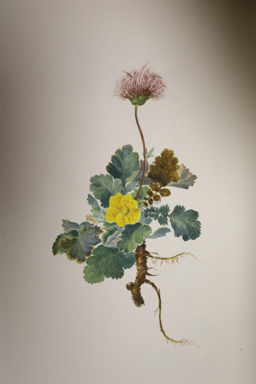 A collection of 469 botanical watercolours, painted between 1892-1922, by Falloon, painted in Kent, Sussex, Gloucestershire, Cornwall